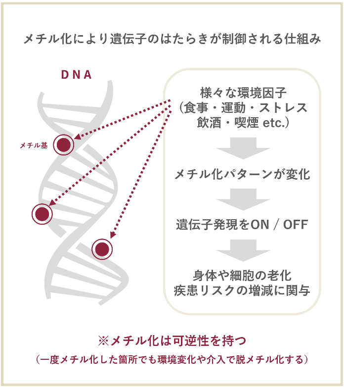 メチル化により遺伝子のはたらきが制御される仕組み
