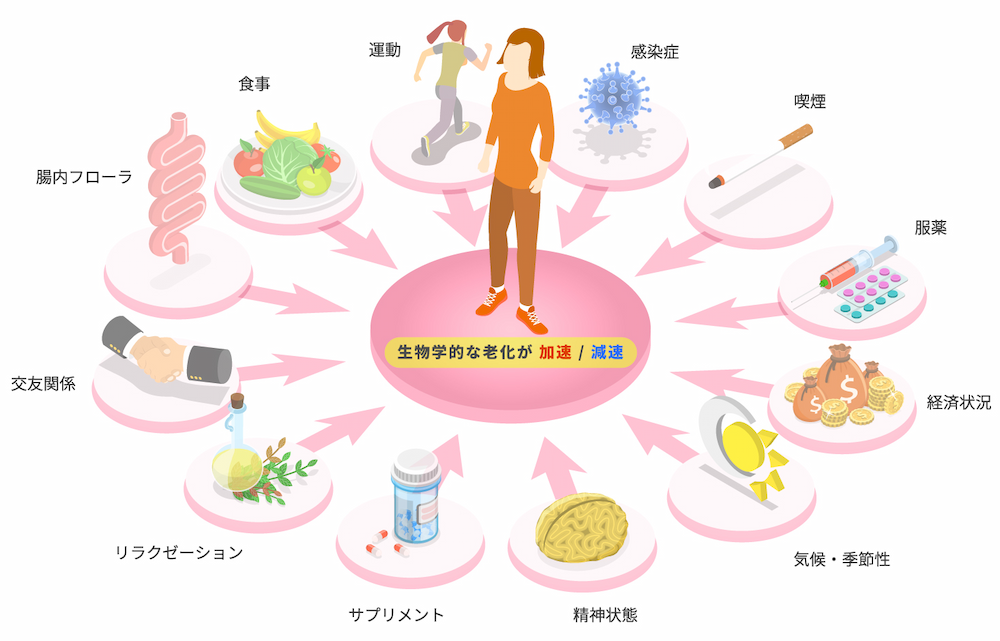 生物学的な老化が加速/減速