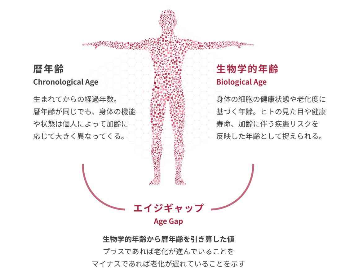 エイジギャップ1